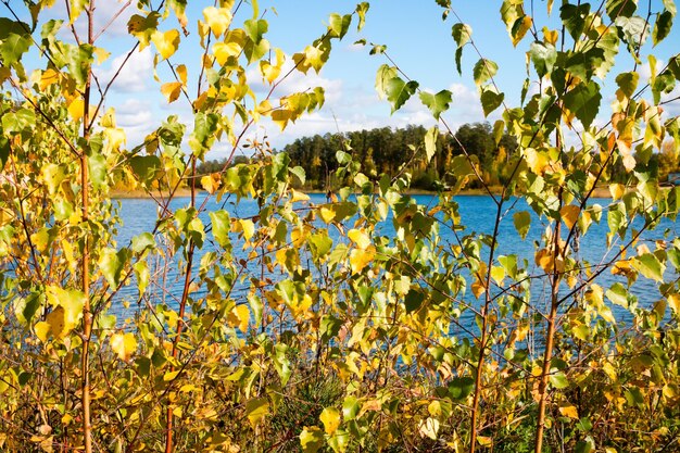 Birch on a background of autumn forest and lake