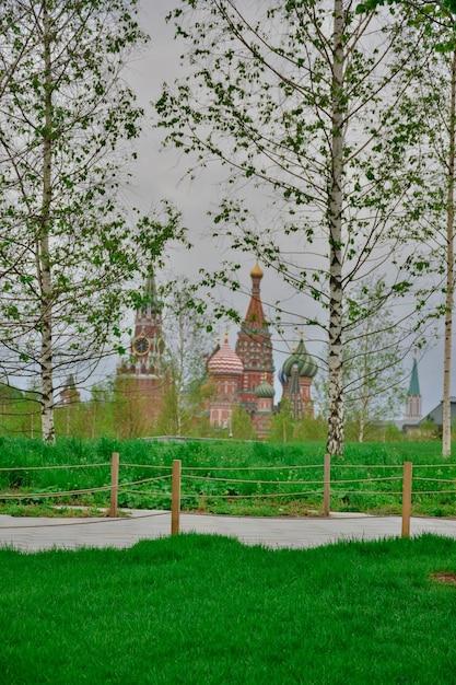 Birch on the background of the Moscow Kremlin