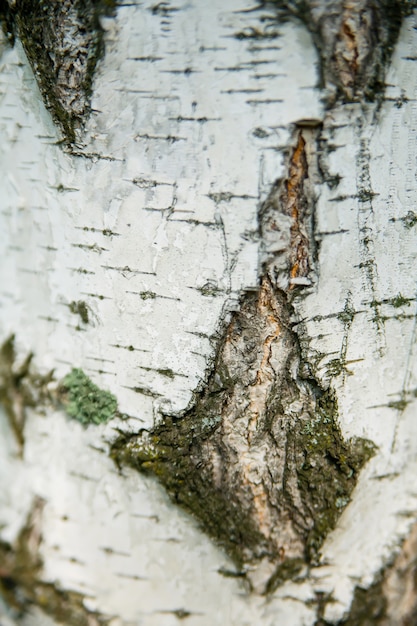 Photo birch bark texture close up vertically for background