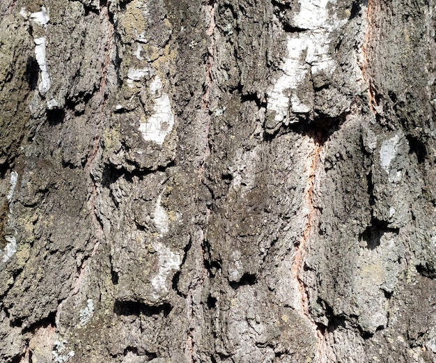 Birch Bark TextureOld Tree natural background