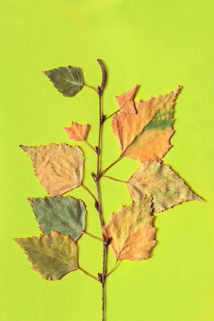 Birch branch on green