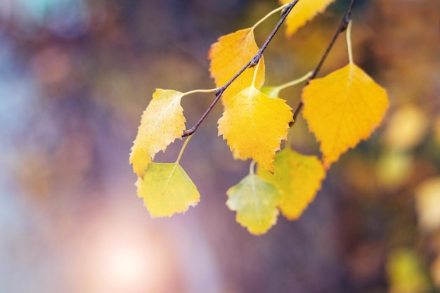 Birch branch with yellow autumn leaves in sunny weather Autumn background