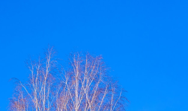 Birch branches against the blue sky