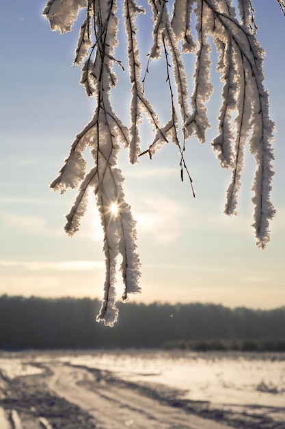 Birch branches hanging down covered with frost against the background of a snowy field and a winter road