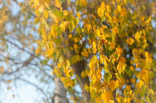 Birch branches and leaves in autumn in October, sunny and dry fall, golden autumn leaves, selective focus