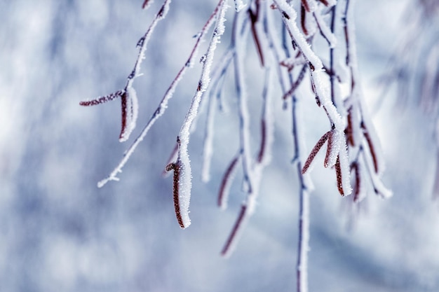 Birch branches with earrings covered with snow and frost in winter on a blurred background