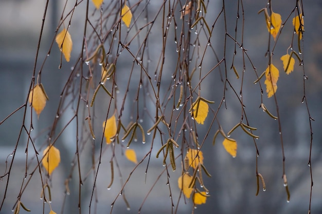 Birch branches with single yellow leaves