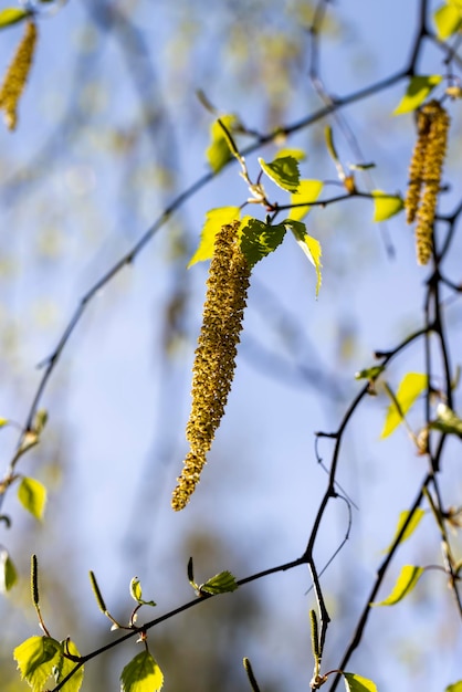 Birch catkins during flowering in the spring season