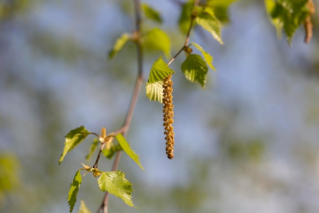 Birch catkins in spring park closeup allergies to pollen of spring flowering plants concept