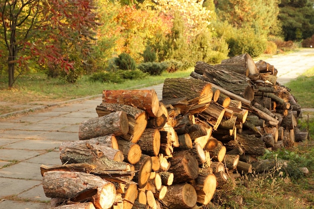 Birch firewood near the path in the forest The concept of illegal deforestation and environmental protection