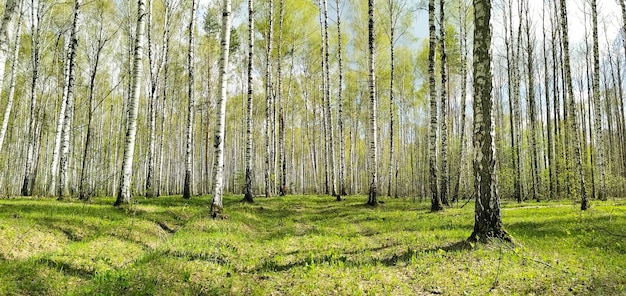 Birch forest in spring panorama Beautiful green Forest landscape spring nature