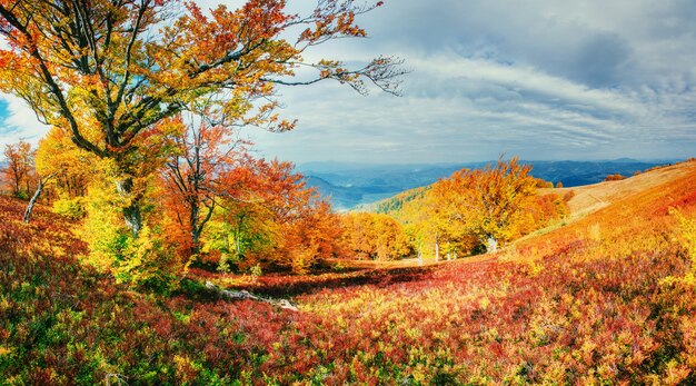 Birch forest in sunny afternoon while autumn season