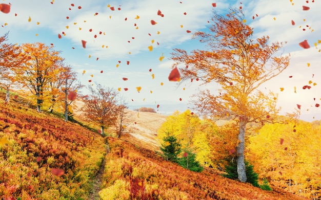 Birch forest in sunny afternoon while autumn season