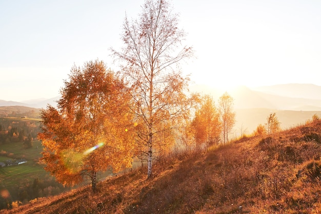 Birch forest in sunny afternoon while autumn season.