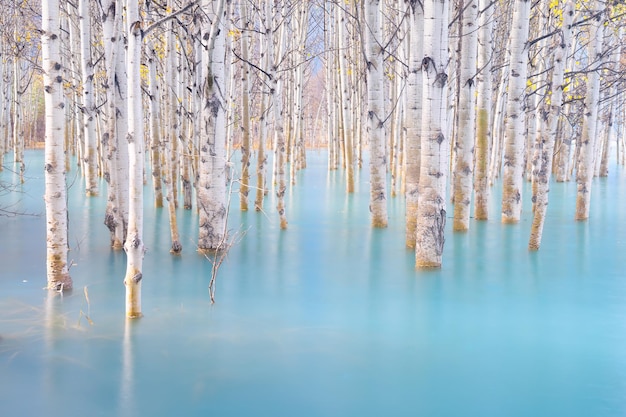 Birch forest in turquoise water Abraham Lake Natural scenery in fall time Mountain lake and trees