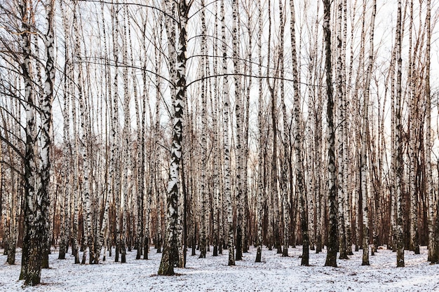 Birch grove in cold winter day