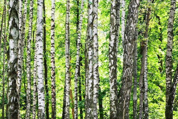 Birch grove in green forest on sunny summer day