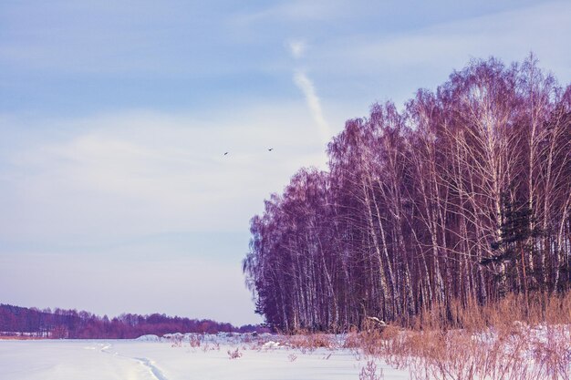 Birch grove in snowy winter Winter nature landscape