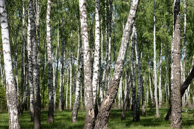 Birch grove in spring birch tree trunks as a background