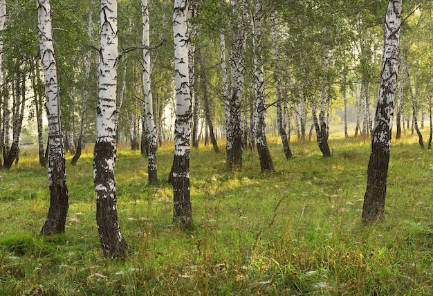 Birch grove on a summer morning