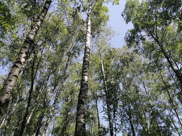 Birch grove trees from bottom to top and blue sky with sunlight