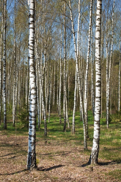 Birch grove