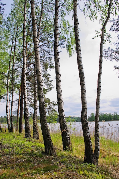 Birch on the lake in the spring