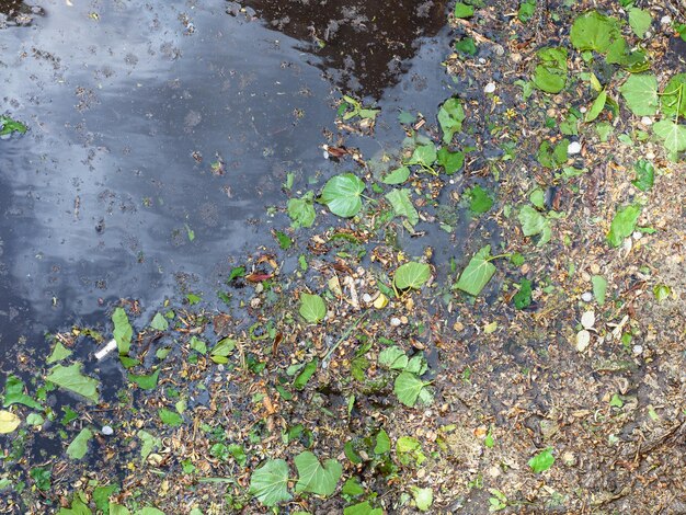 Birch leaves catkins and pollen in puddle