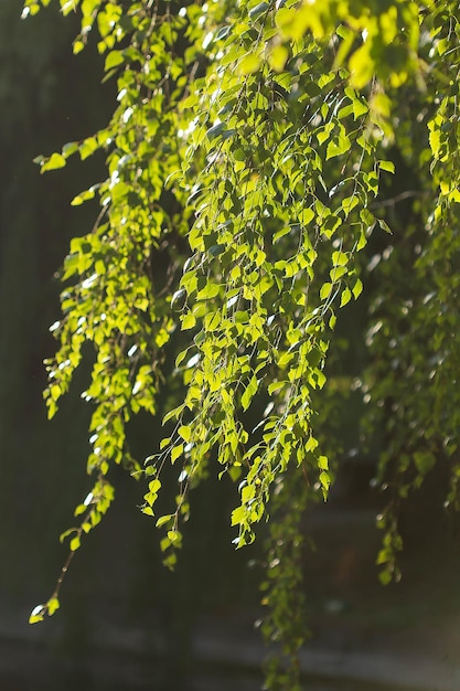 Birch leaves in summer day background