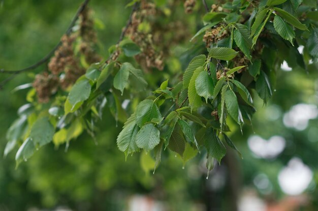 The birch leaves in the sun after the rain 2803