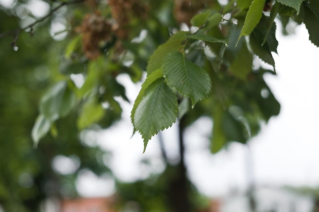 The birch leaves in the sun after the rain 2849