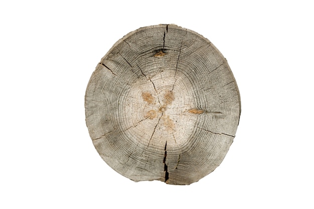 Birch log cut isolated on white background. High quality photo