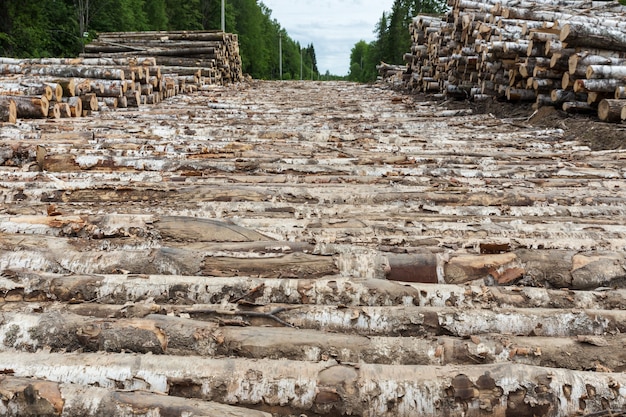 Birch log road