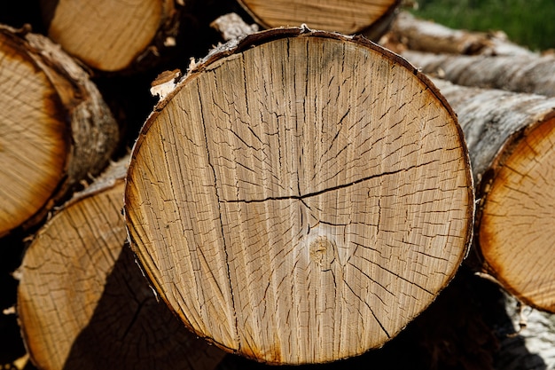 Birch logs lie stacked in nature. High quality photo