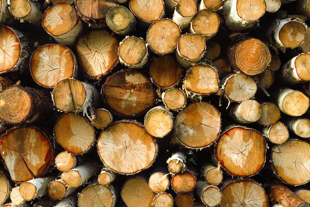 Birch logs a lot of logs lying on the ground in nature A kind of sawmill in the section