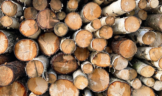 Birch logs a lot of logs lying on the ground in nature A kind of sawmill in the section