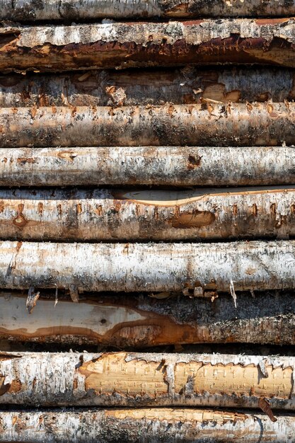 Photo birch logs in rows. the trees are stacked with stacks. timber. high quality photo