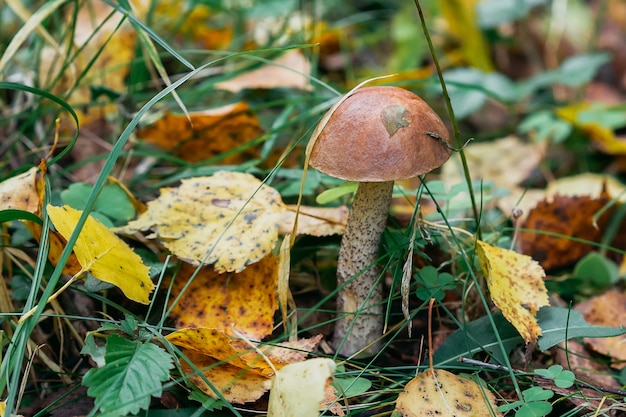 Birch mushroom in the forest. Edible mushroom with brown hat