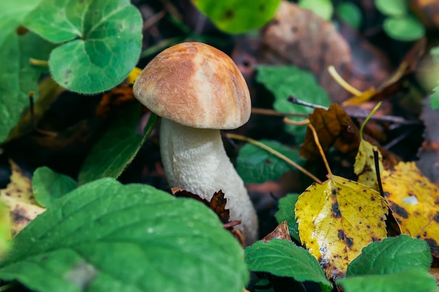 Birch mushroom in the forest. Edible mushroom with brown hat