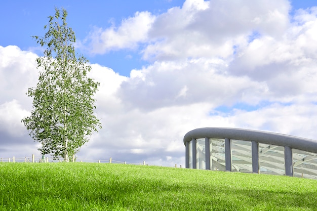 Birch stands on a green lawn against the sky next to a modern building.