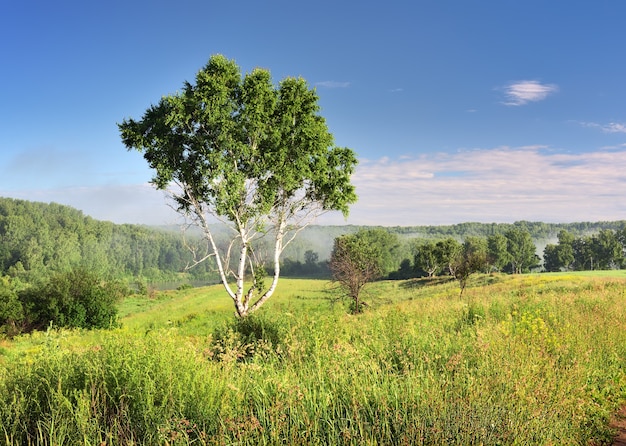 A birch tree under a blue sky thick grass on a green meadow fog on the horizon Nature of Siberia