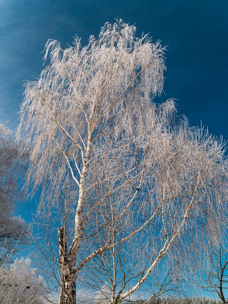 A birch tree covered with frost in winter against a blue sky