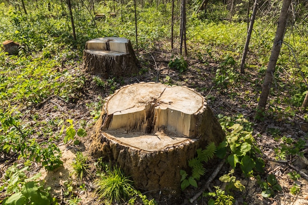 Birch tree stump in the forest