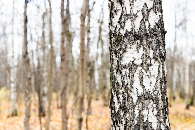 Birch tree trunk close up and bare trees in autumn