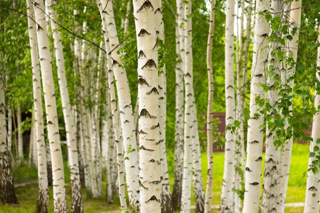 Birch tree trunk in spring in a grove. Close-up. Selective focus.