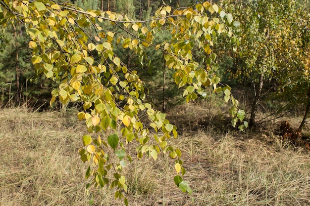 Birch tree with yellow leaves in the autumn forest Closeup