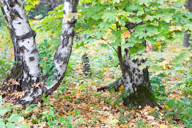 Birch trees in autumn city park