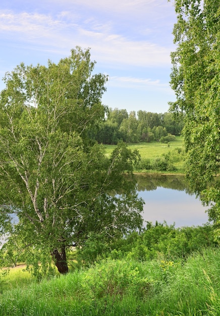 Birch trees on the lake shore Summer landscape under a blue sky green lush foliage