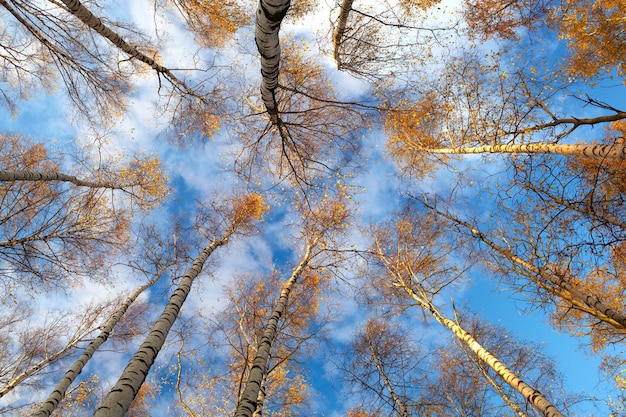 Birch trees low angle