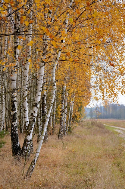 birch trees with yellow foliage near the road in the countryside